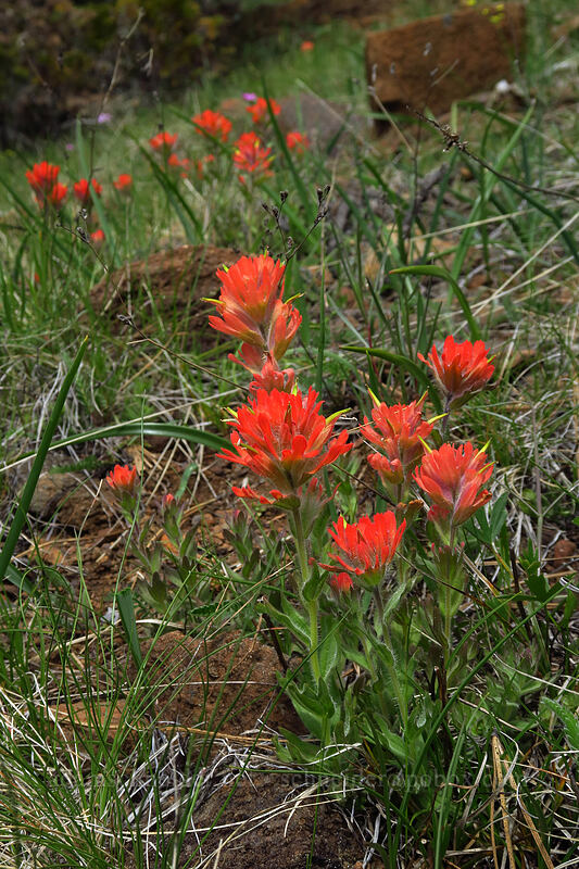 short-lobed paintbrush (Castilleja brevilobata (Castilleja hispida ssp. brevilobata)) [Little Falls Loop Trail, Rogue River-Siskiyou National Forest, Josephine County, Oregon]