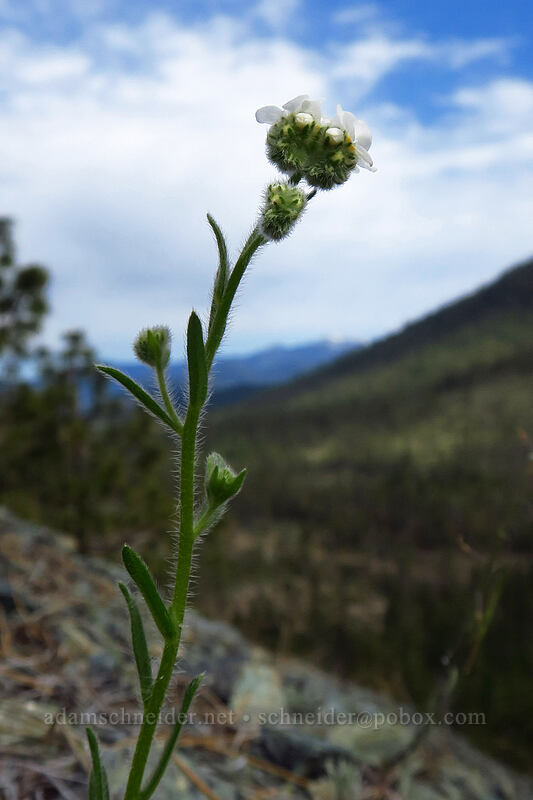 popcorn flower (Plagiobothrys sp.) [Illinois River Road, Rogue River-Siskiyou National Forest, Josephine County, Oregon]