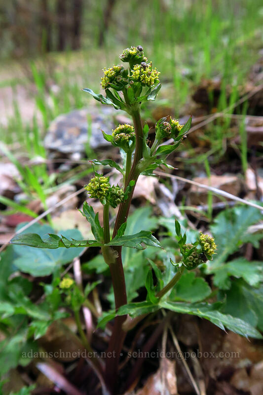 Pacific snakeroot (Sanicula crassicaulis) [Snailback Creek, Rogue River-Siskiyou National Forest, Josephine County, Oregon]