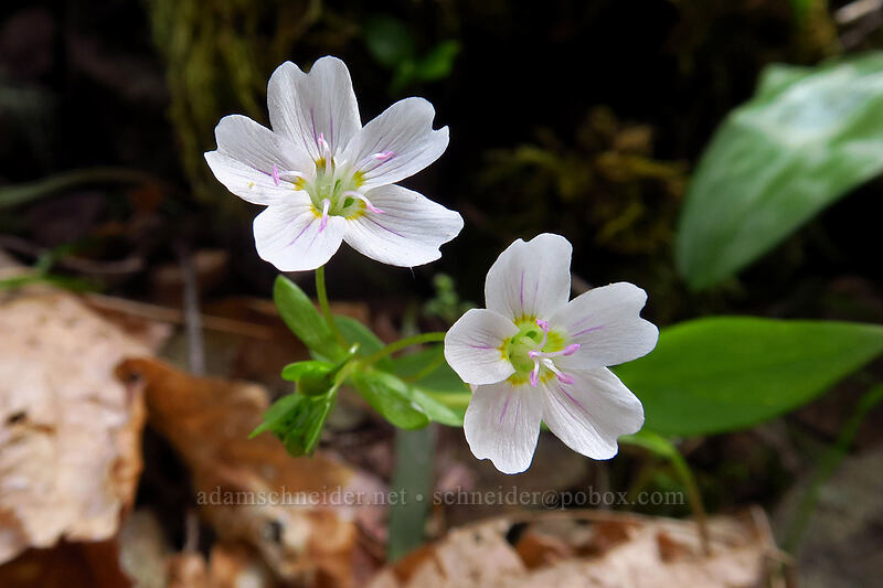 lance-leaf spring-beauty (Claytonia lanceolata) [Snailback Creek, Rogue River-Siskiyou National Forest, Josephine County, Oregon]