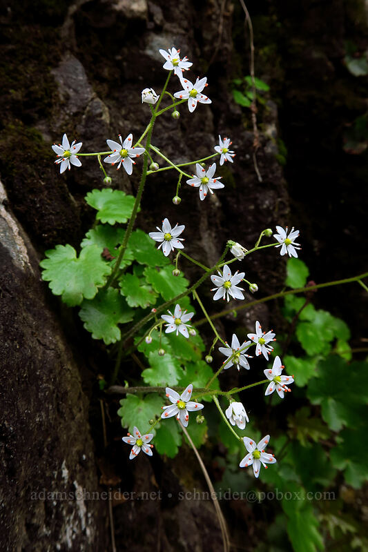 Mertens' saxifrage (Saxifraga mertensiana) [Swinging Bridge, Rogue River-Siskiyou National Forest, Josephine County, Oregon]