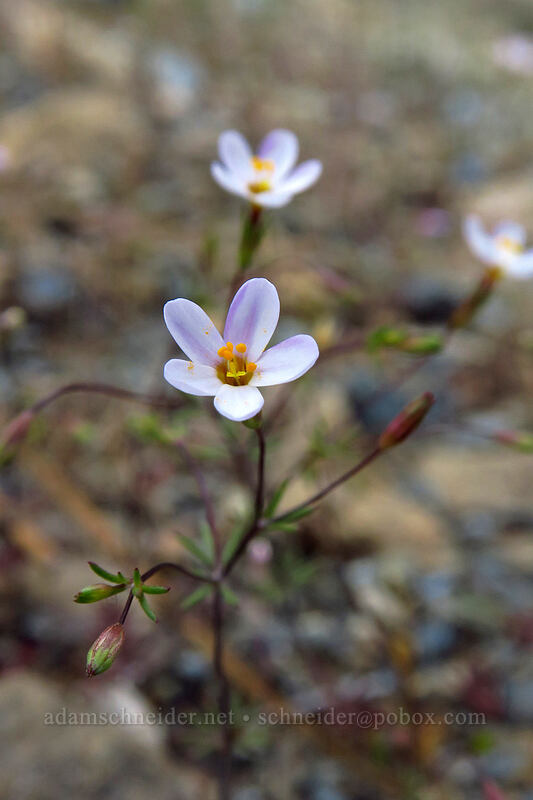 Bolander's linanthus (Leptosiphon bolanderi (Linanthus bakeri)) [Fall Creek Trail, Rogue River-Siskiyou National Forest, Josephine County, Oregon]