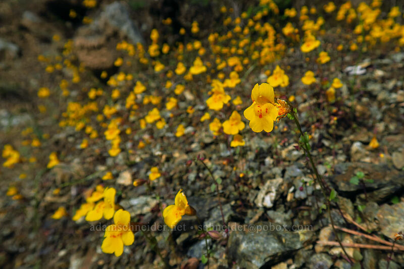 monkeyflower (Erythranthe guttata (Mimulus guttatus)) [Illinois River Road, Rogue River-Siskiyou National Forest, Josephine County, Oregon]