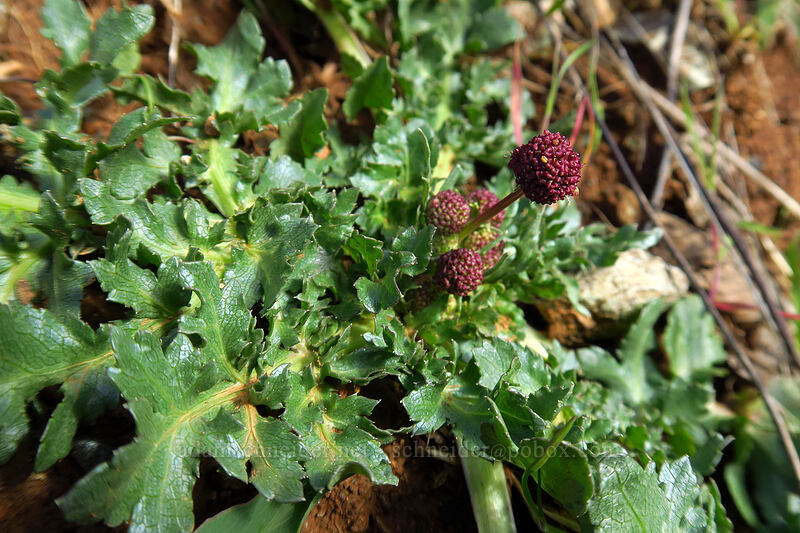 purple sanicle (purple snakeroot) (Sanicula bipinnatifida) [Illinois River Road, Rogue River-Siskiyou National Forest, Josephine County, Oregon]