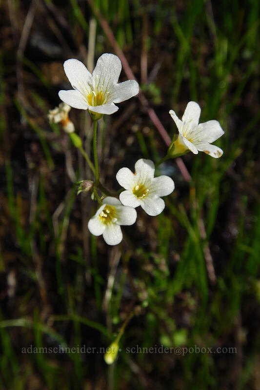 California mist-maidens (Romanzoffia californica) [Illinois River Road, Rogue River-Siskiyou National Forest, Josephine County, Oregon]