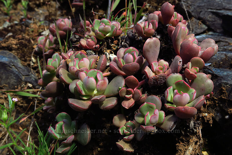rose-flower stonecrop leaves (Sedum laxum) [Illinois River Road, Rogue River-Siskiyou National Forest, Josephine County, Oregon]