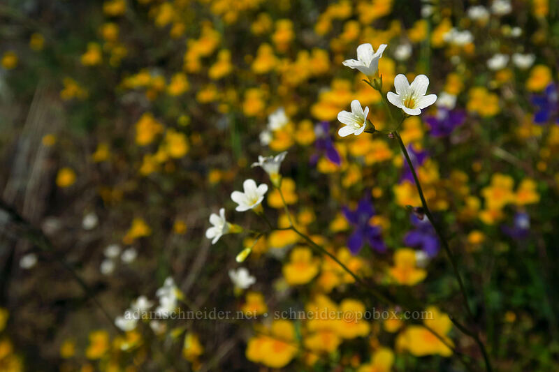 California mist-maidens (Romanzoffia californica) [Illinois River Road, Rogue River-Siskiyou National Forest, Josephine County, Oregon]