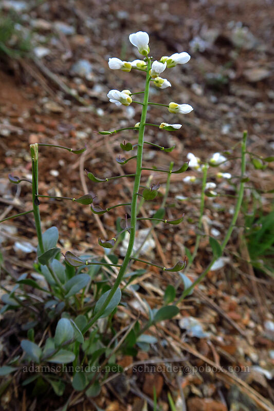 Siskiyou penny-cress (Noccaea fendleri ssp. siskiyouensis (Thlaspi montanum var. siskiyouense)) [Forest Road 011, Rogue River-Siskiyou National Forest, Josephine County, Oregon]