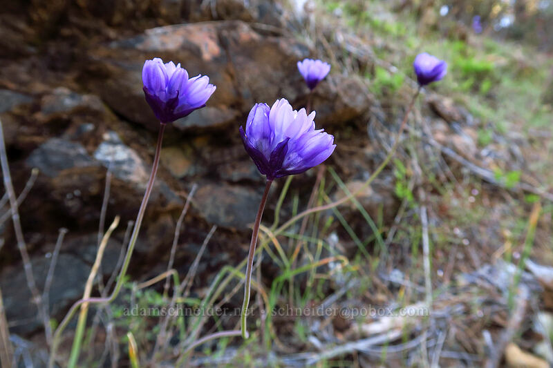 blue dicks (Dipterostemon capitatus (Dichelostemma capitatum)) [Star Flat, Rogue River-Siskiyou National Forest, Josephine County, Oregon]