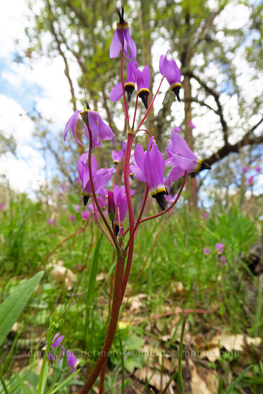 Henderson's shooting stars (Dodecatheon hendersonii (Primula hendersonii)) [Britt Canyon Trail, Jacksonville Woodlands, Jackson County, Oregon]