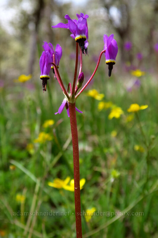 Henderson's shooting stars (Dodecatheon hendersonii (Primula hendersonii)) [Britt Canyon Trail, Jacksonville Woodlands, Jackson County, Oregon]
