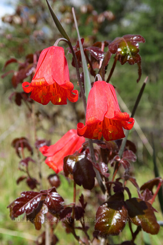 scarlet fritillary (red bells) & poison-oak (Fritillaria recurva, Toxicodendron diversilobum (Rhus diversiloba)) [Britt Canyon Trail, Jacksonville Woodlands, Jackson County, Oregon]