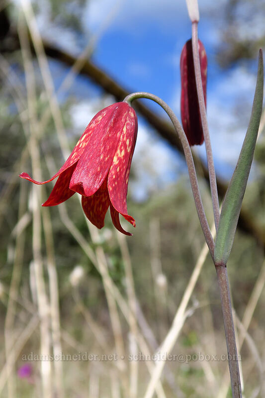 Gentner's fritillary (Fritillaria gentneri) [Rich Gulch Trail, Jacksonville Woodlands, Jackson County, Oregon]