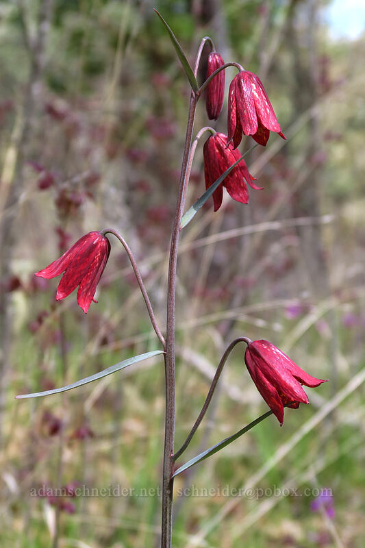 Gentner's fritillary (Fritillaria gentneri) [Rich Gulch Trail, Jacksonville Woodlands, Jackson County, Oregon]