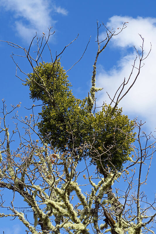 oak mistletoe (Phoradendron leucarpum ssp. tomentosum (Phoradendron villosum)) [Rich Gulch Trail, Jacksonville Woodlands, Jackson County, Oregon]