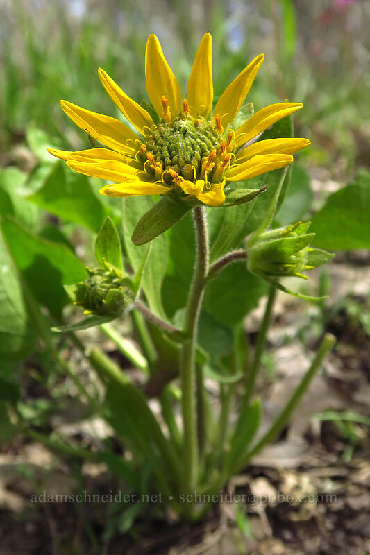 northwest balsamroot with 3 flower heads (Balsamorhiza deltoidea) [Rich Gulch Trail, Jacksonville Woodlands, Jackson County, Oregon]