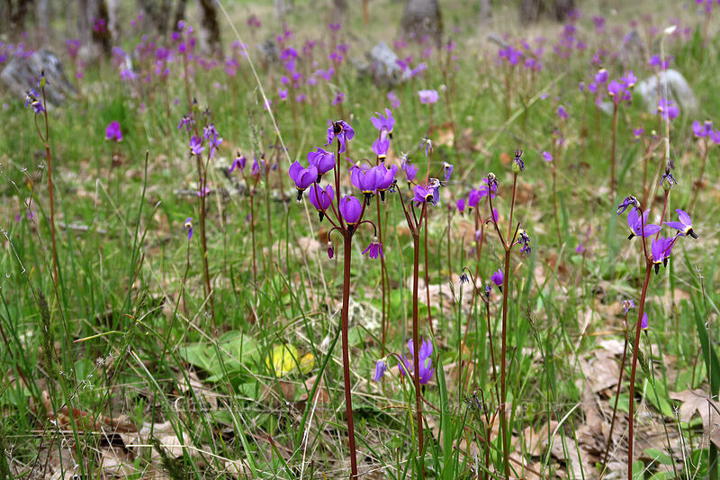Henderson's shooting stars (Dodecatheon hendersonii (Primula hendersonii)) [Panorama Point Trail, Jacksonville Woodlands, Jackson County, Oregon]