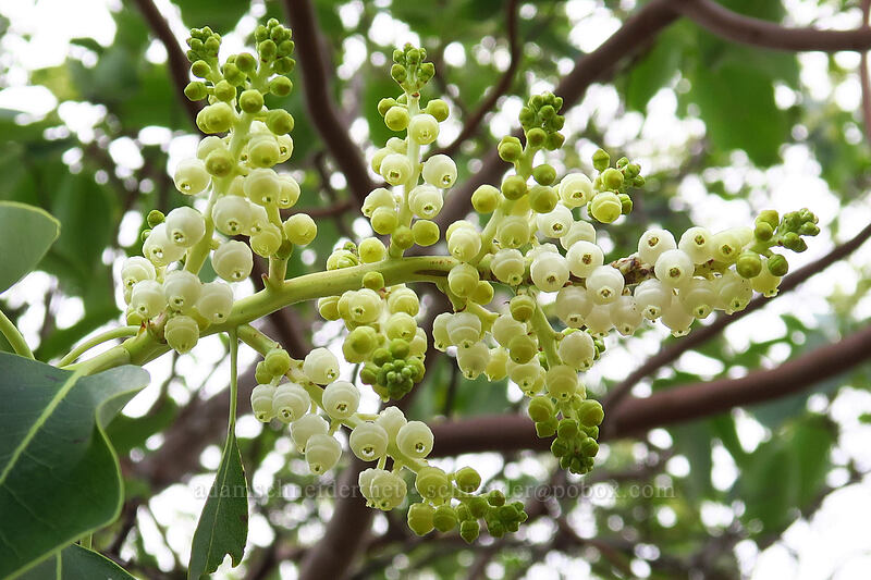 Pacific madrone flowers (Arbutus menziesii) [Panorama Point, Jacksonville Woodlands, Jackson County, Oregon]