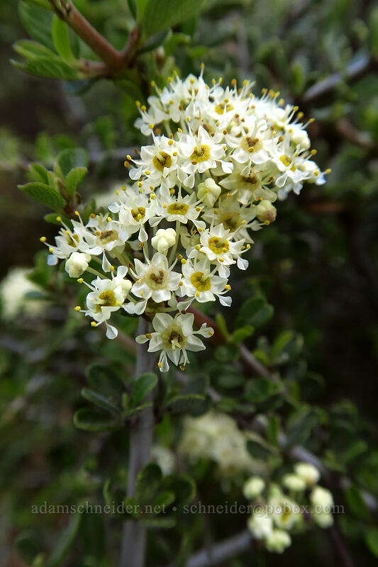 buckbrush flowers (Ceanothus cuneatus) [Panorama Point, Jacksonville Woodlands, Jackson County, Oregon]