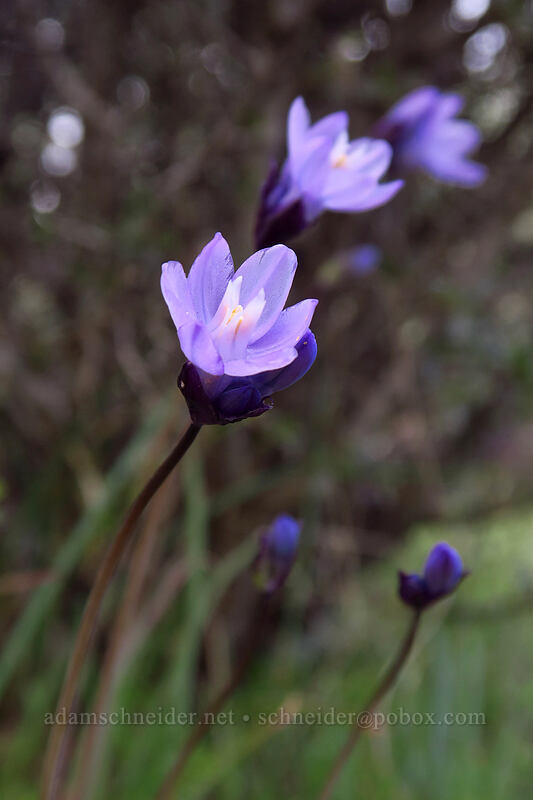 blue dicks (Dipterostemon capitatus (Dichelostemma capitatum)) [Panorama Point, Jacksonville Woodlands, Jackson County, Oregon]
