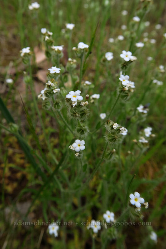 popcorn flower or cryptantha [Panorama Point, Jacksonville Woodlands, Jackson County, Oregon]