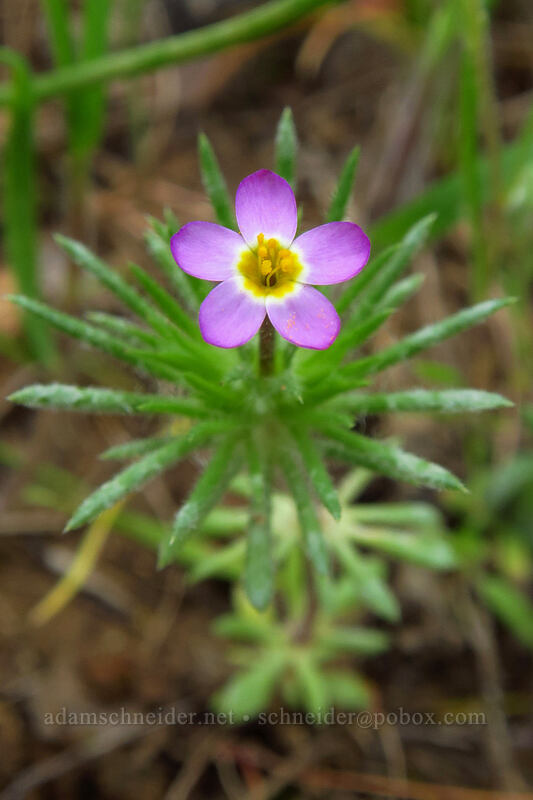 baby stars (Leptosiphon bicolor (Linanthus bicolor)) [Jane Naverson Trail, Jacksonville Woodlands, Jackson County, Oregon]
