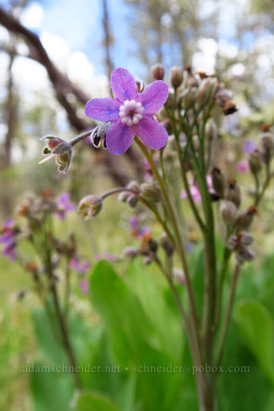 great hound's-tongue (Adelinia grandis (Cynoglossum grande)) [Jane Naverson Trail, Jacksonville Woodlands, Jackson County, Oregon]