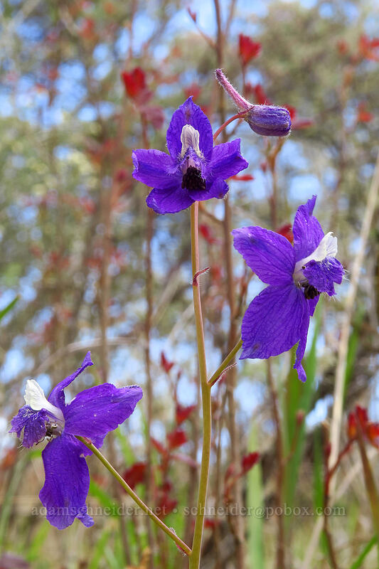 larkspur (Delphinium nuttallianum) [Jane Naverson Trail, Jacksonville Woodlands, Jackson County, Oregon]