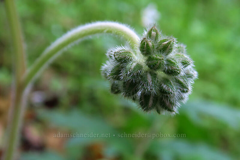 western waterleaf (Hydrophyllum occidentale) [Jackson Creek Trail, Jacksonville Woodlands, Jackson County, Oregon]