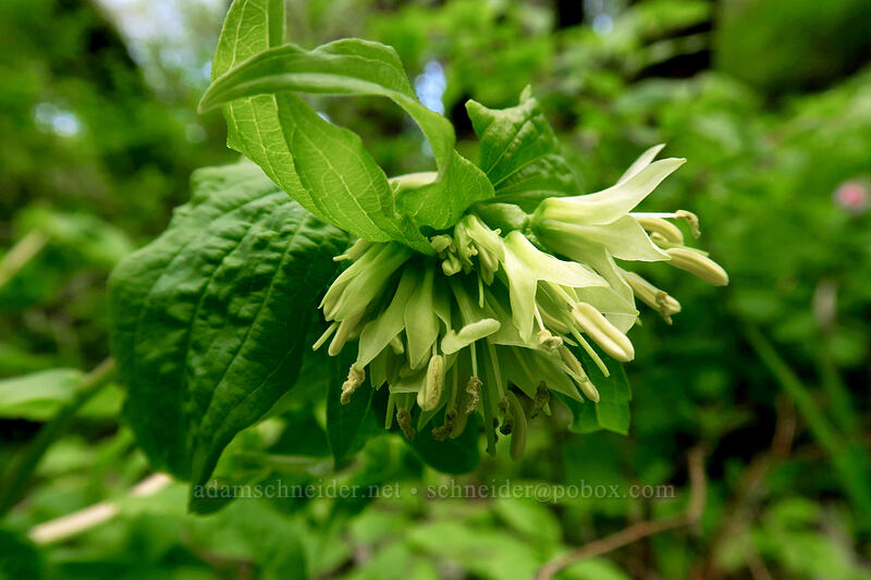 Hooker's fairy bells (Prosartes hookeri (Disporum hookeri)) [Sarah Zigler Trail, Jacksonville Woodlands, Jackson County, Oregon]