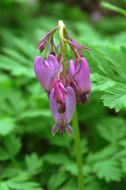 bleeding hearts (Dicentra formosa) [Sarah Zigler Trail, Jacksonville Woodlands, Jackson County, Oregon]