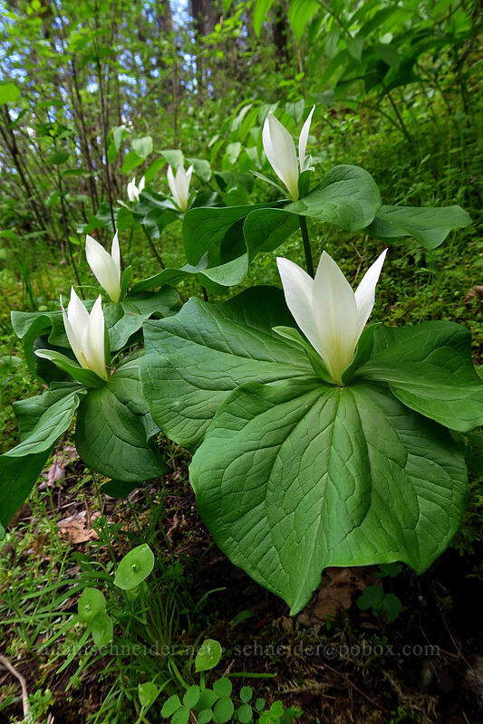 giant white trillium (Trillium albidum) [Sarah Zigler Trail, Jacksonville Woodlands, Jackson County, Oregon]