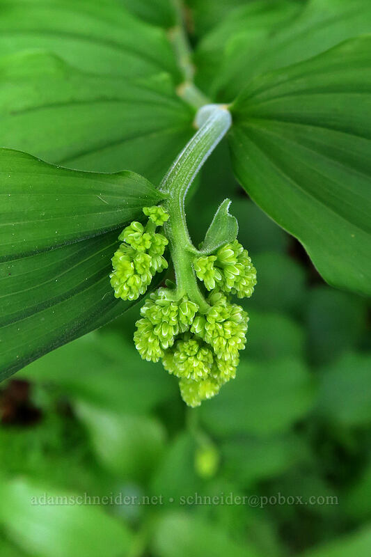 feathery false-Solomon's-seal (Maianthemum racemosum ssp. amplexicaule (Smilacina racemosa)) [Sarah Zigler Trail, Jacksonville Woodlands, Jackson County, Oregon]