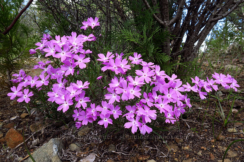showy phlox (Phlox speciosa) [South Side Road, Josephine County, Oregon]