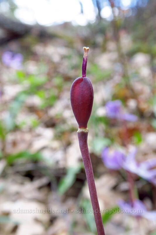 Henderson's fawn lily, going to seed (Erythronium hendersonii) [South Side Road, Josephine County, Oregon]