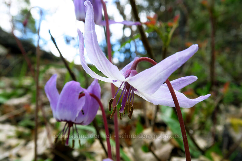 Henderson's fawn lilies (Erythronium hendersonii) [South Side Road, Josephine County, Oregon]