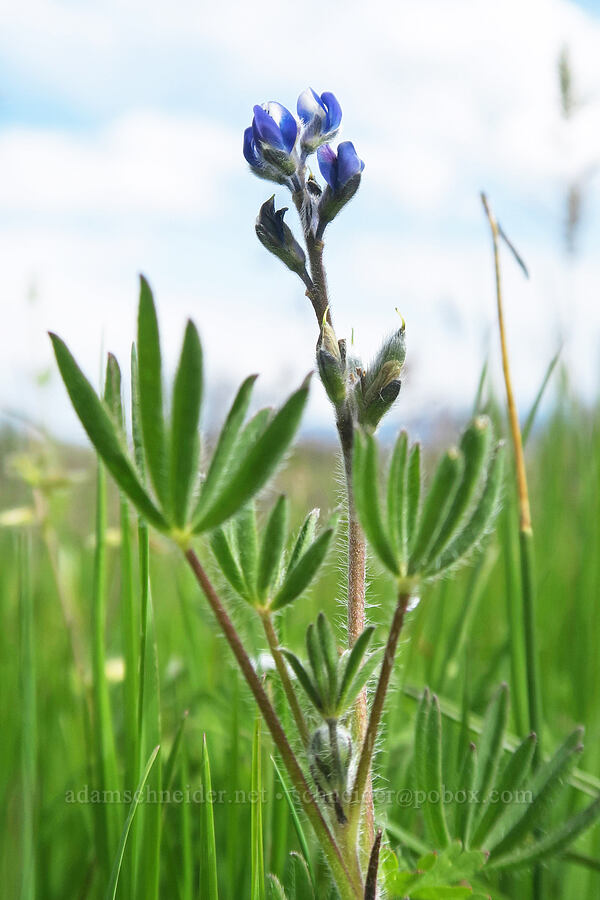bi-colored lupine (Lupinus bicolor) [Lower Table Rock Trail, Jackson County, Oregon]