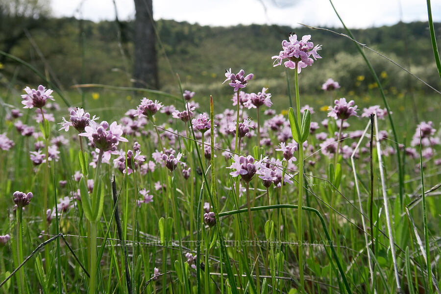rosy plectritis (Plectritis congesta) [Lower Table Rock Trail, Jackson County, Oregon]