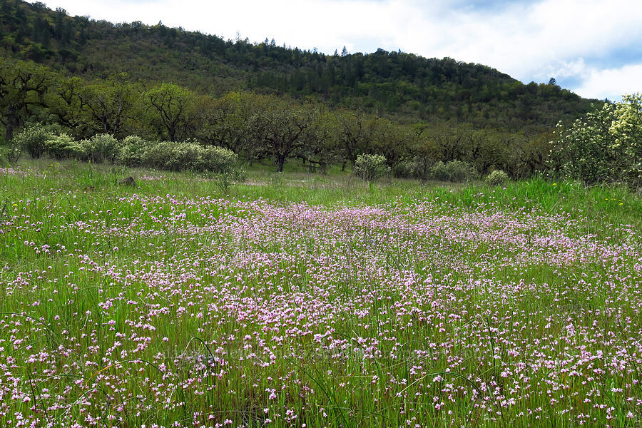 rosy plectritis (Plectritis congesta) [Lower Table Rock Trail, Jackson County, Oregon]