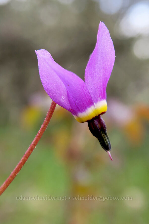Henderson's shooting star (Dodecatheon hendersonii (Primula hendersonii)) [Lower Table Rock Trail, Jackson County, Oregon]