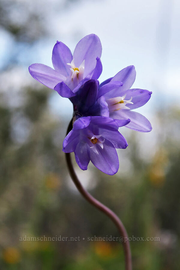 blue dicks (Dipterostemon capitatus (Dichelostemma capitatum)) [Lower Table Rock Trail, Jackson County, Oregon]