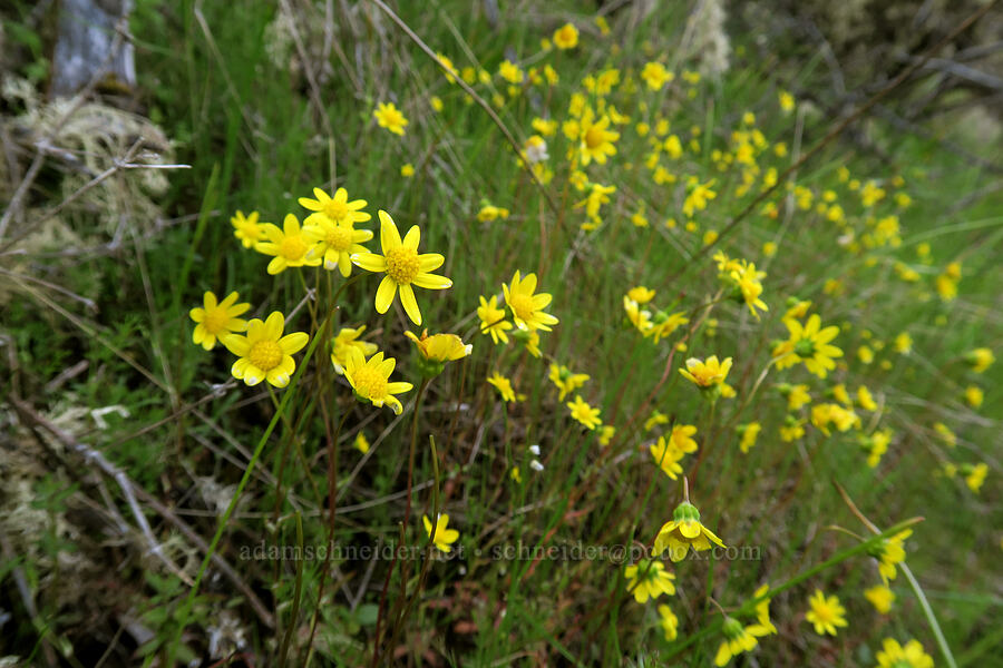 gold stars (Crocidium multicaule) [Lower Table Rock Trail, Jackson County, Oregon]