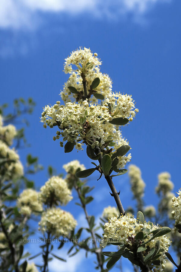 buckbrush (Ceanothus cuneatus) [Lower Table Rock Trail, Jackson County, Oregon]