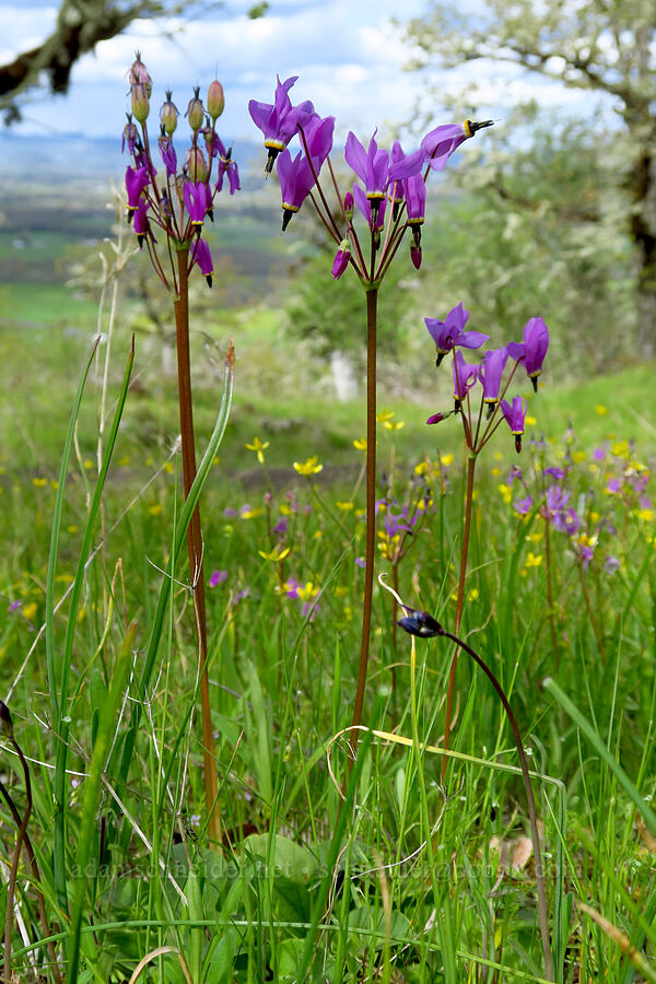 Henderson's shooting stars (Dodecatheon hendersonii (Primula hendersonii)) [Lower Table Rock Trail, Jackson County, Oregon]