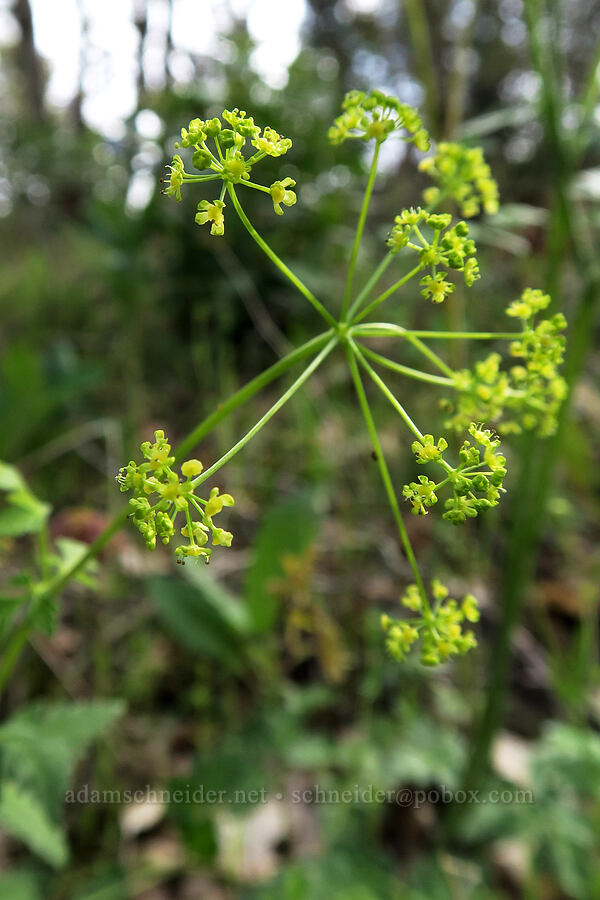 western sweet-cicely (Osmorhiza occidentalis) [Lower Table Rock Trail, Jackson County, Oregon]