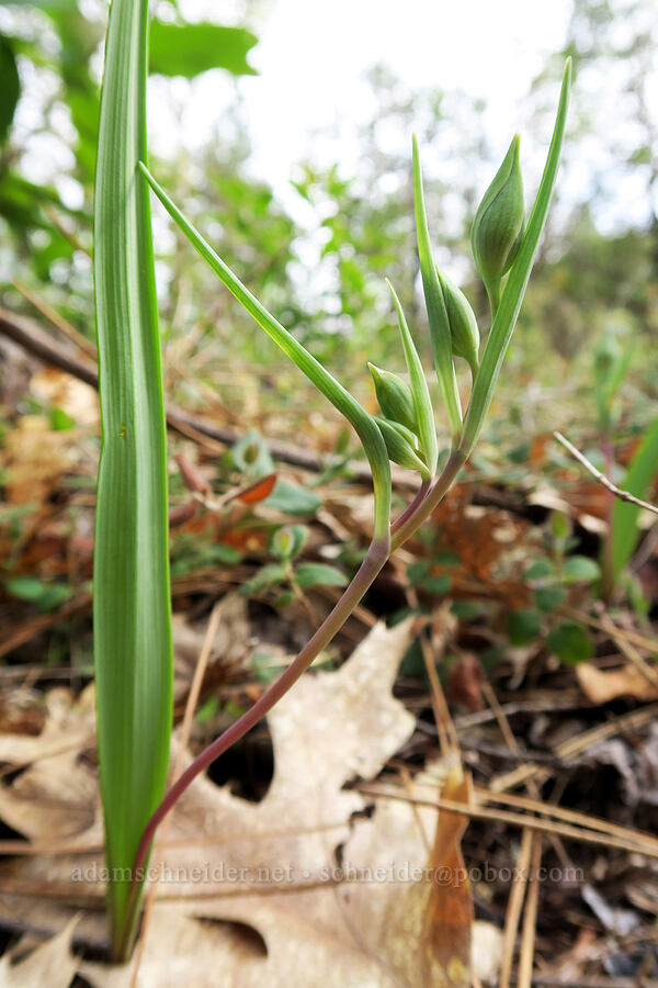 Tolmie's mariposa lily, budding (Calochortus tolmiei) [Lower Table Rock Trail, Jackson County, Oregon]