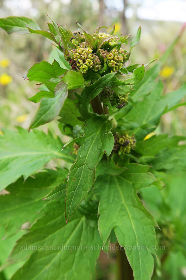 Pacific snakeroot (sanicle) (Sanicula crassicaulis) [Lower Table Rock Trail, Jackson County, Oregon]