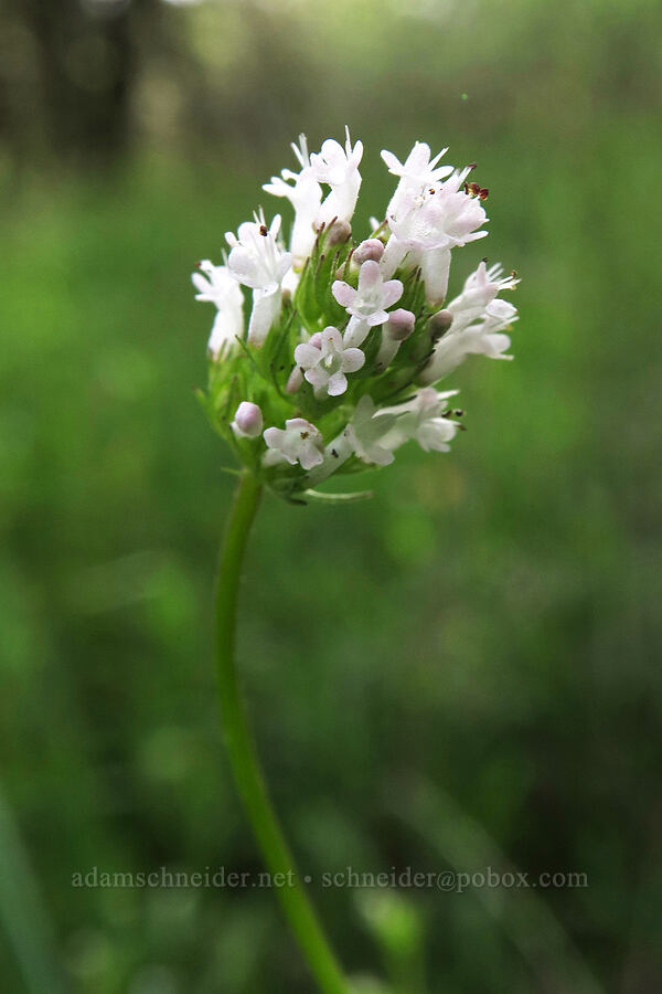 white plectritis (Plectritis macrocera) [Lower Table Rock Trail, Jackson County, Oregon]