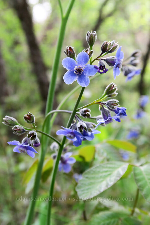 great hound's-tongue (Adelinia grandis (Cynoglossum grande)) [Lower Table Rock Trail, Jackson County, Oregon]