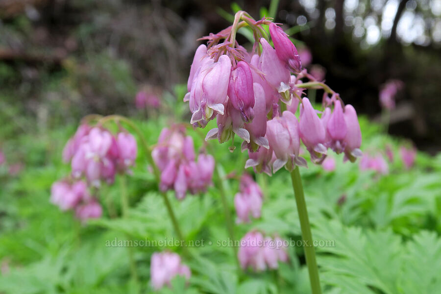 bleeding hearts (Dicentra formosa) [Lower Table Rock Trail, Jackson County, Oregon]